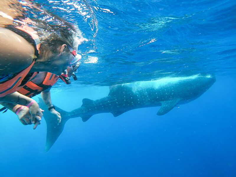Whale Shark Adventure from Isla Mujeres - Who Is This Tour Best For?