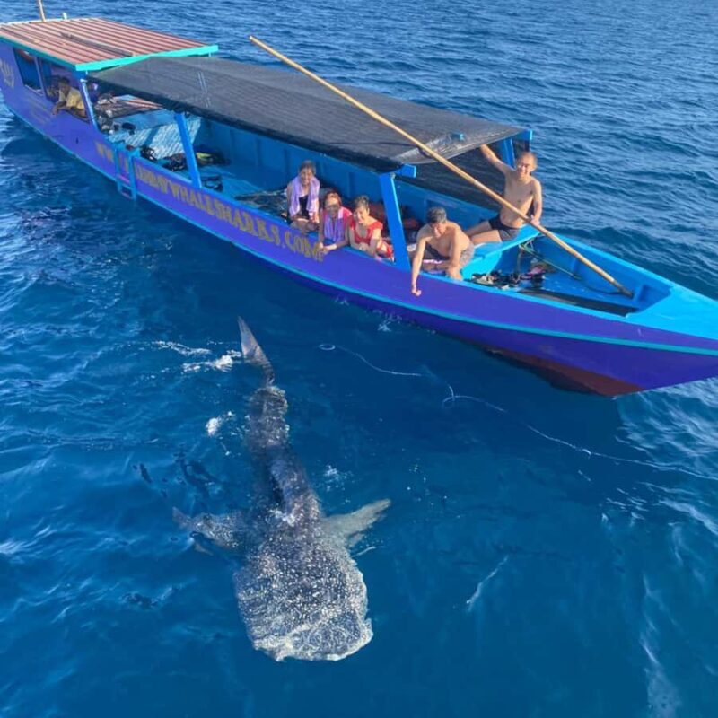 Whale Shark Experience Swim Side by Side with Gentle Giants - Key Points