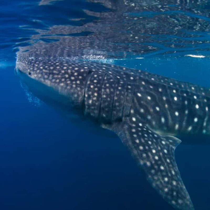 Whale Shark Experience Swim Side by Side with Gentle Giants - An In-Depth Look at the Whale Shark Tour