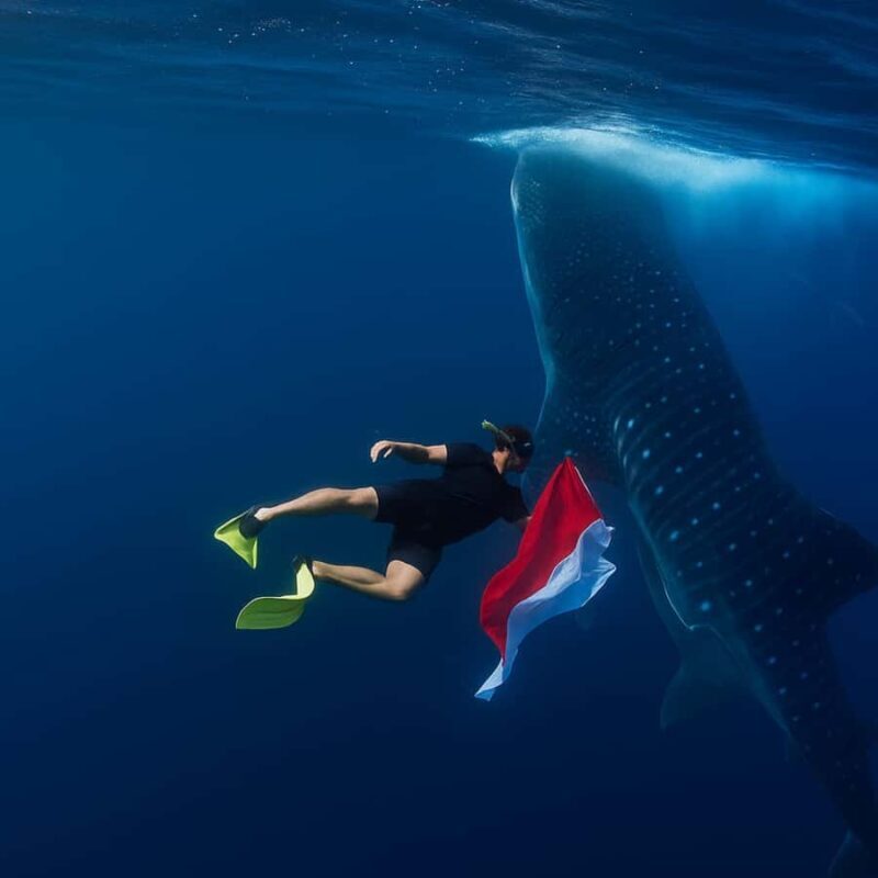 Whale Shark Experience Swim Side by Side with Gentle Giants - FAQ