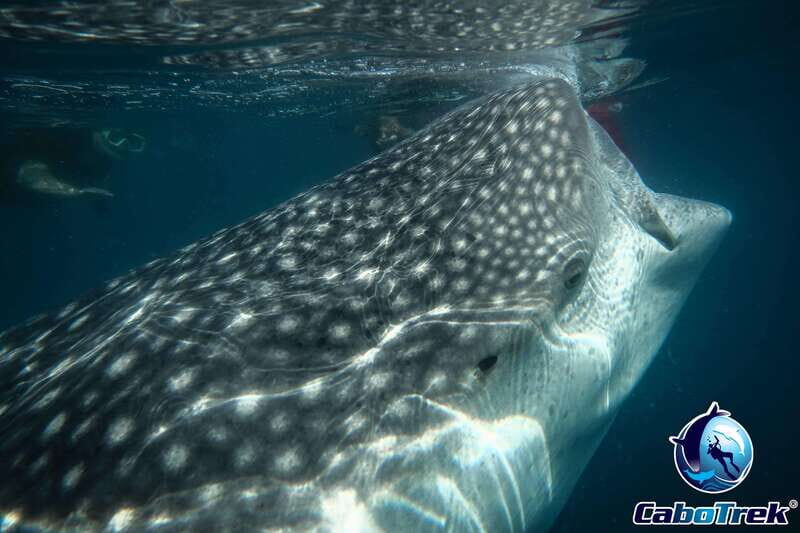 Whale Shark Experience - An In-Depth Look at the Whale Shark Experience