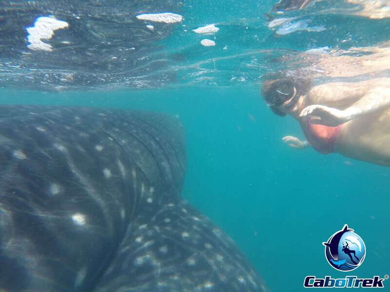 Whale Shark Experience - Is This Tour Right for You?