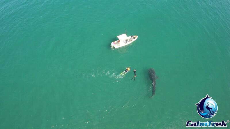 Whale Shark Experience - Final Thoughts