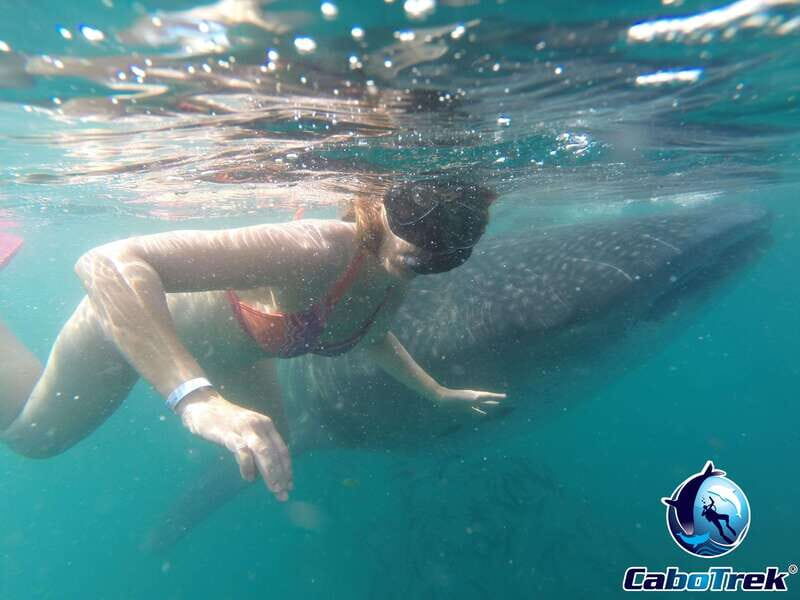 Whale Shark Experience - FAQs