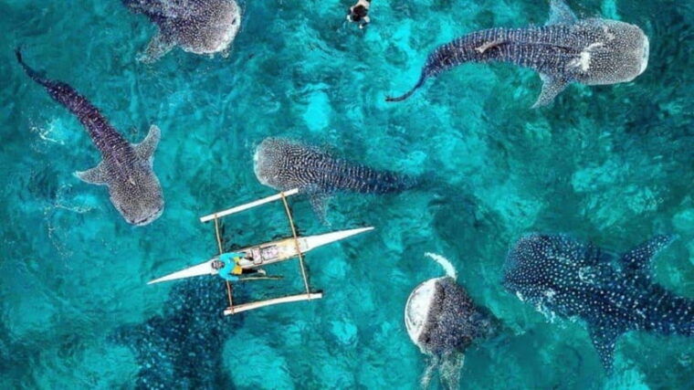 whale-shark-interaction-at-donsol-sorsogon-by-zchedulista