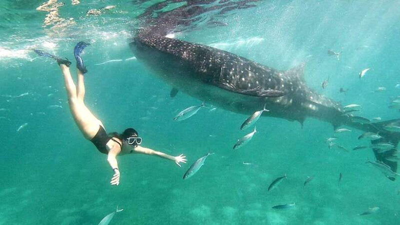 whale-shark-kawasan-canyoneering-private-joiner-tour