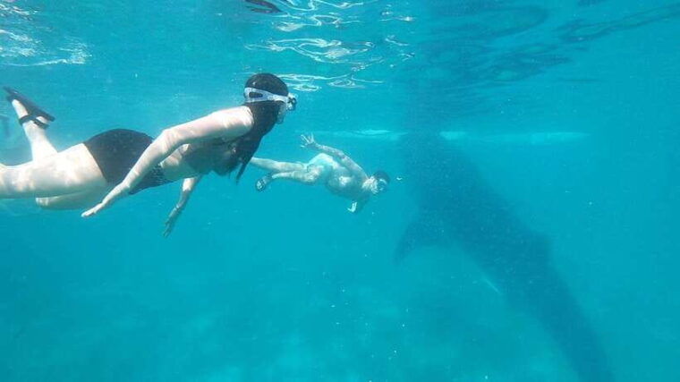 whale-shark-kawasan-canyoneering-private-joiner-tour