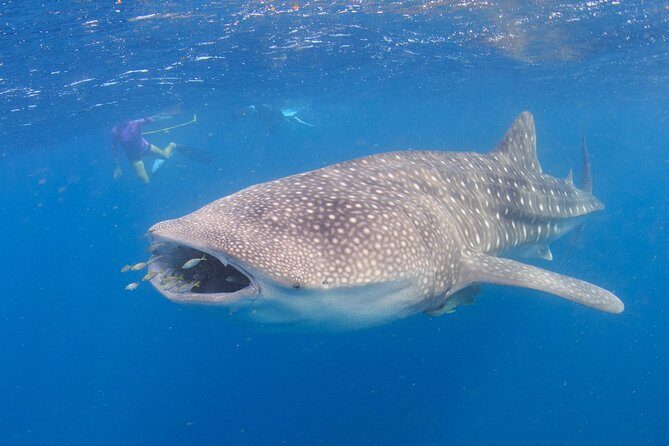Whale Shark Safari - Why This Tour Offers Real Value