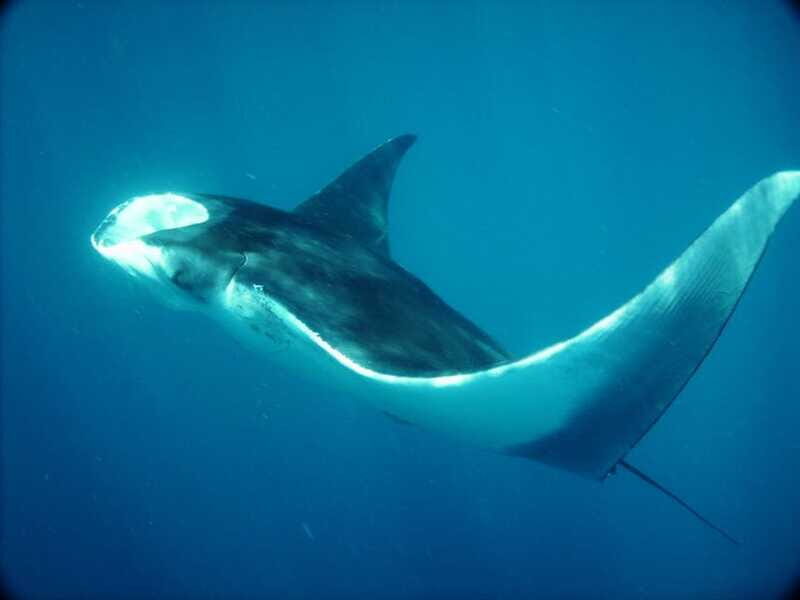Whale Shark Safari Snorkeling Tour - Key Points
