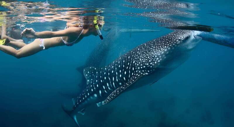 Whale Shark Swimming from Isla Mujeres and/or Cancun - What’s Included and How It Adds to Your Experience
