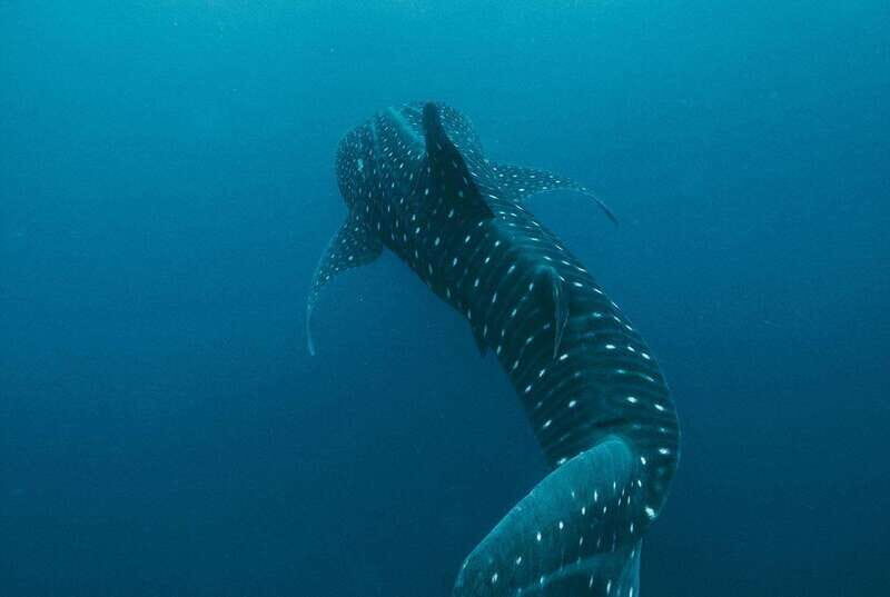 Whale Shark swimming ocean safari all included tour - What to Expect from the Whale Shark Ocean Safari