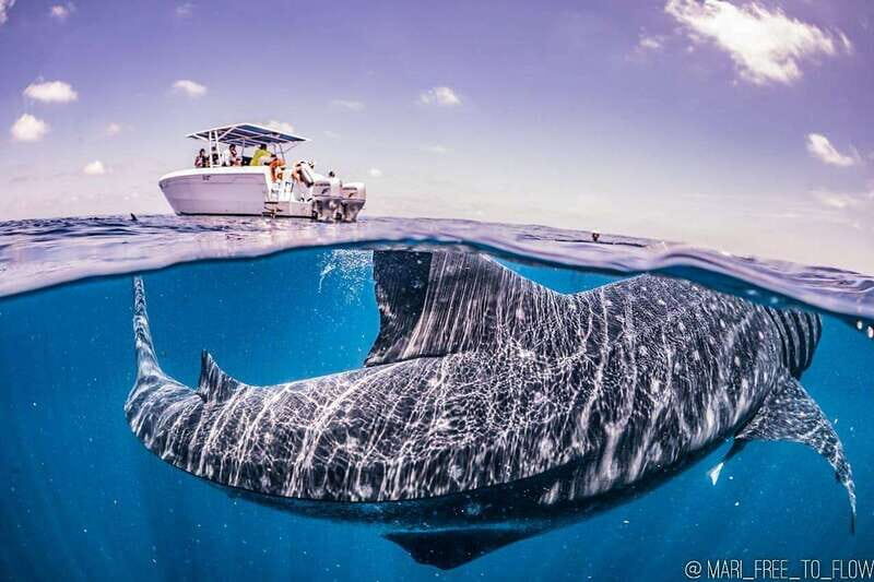 Whale Shark swimming ocean safari all included tour - The Real Value of the Tour