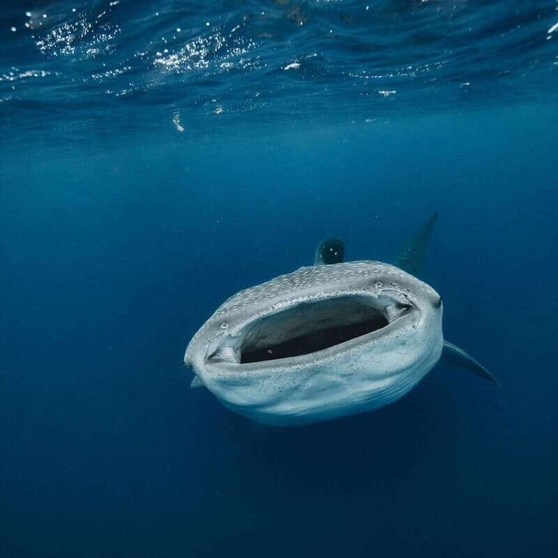 Whale Shark swimming ocean safari all included tour - FAQs