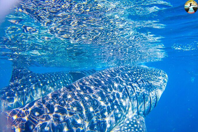 Whale Shark Swimming, Tumalog Falls and Kawasan Canyoneering - FAQs