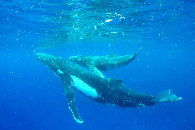 Whale Tour - Observe and swim with whales - Who Is This Tour Best For?