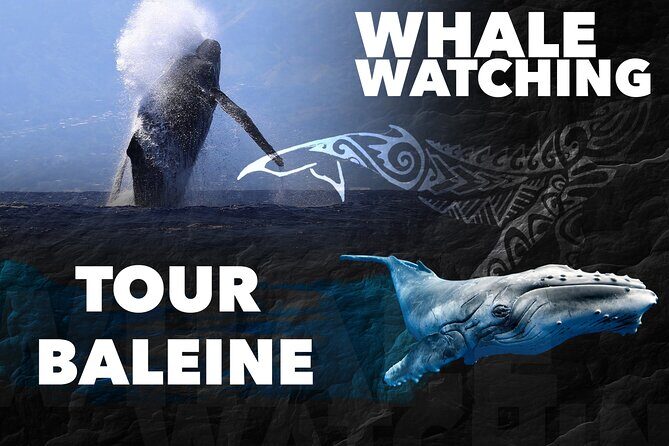 WHALE TOUR - Watching and Swimming with Whales - Why This Tour Offers Great Value