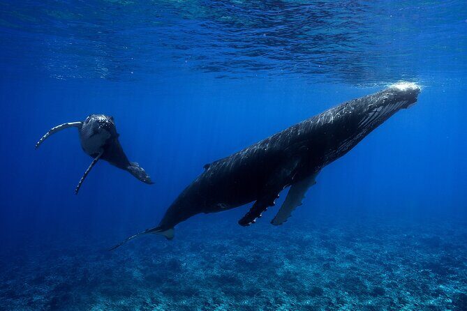 WHALE TOUR - Watching and Swimming with Whales - FAQ