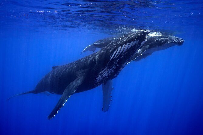 WHALE TOUR - Watching and Swimming with Whales - Final Thoughts
