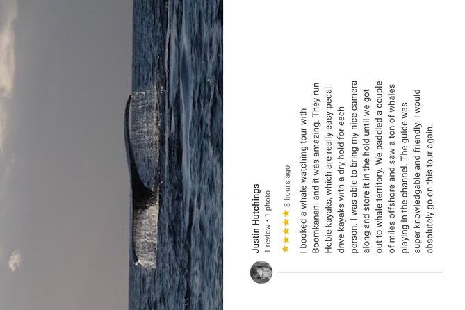 whale-watch-and-scenic-tour-from-kayak-2