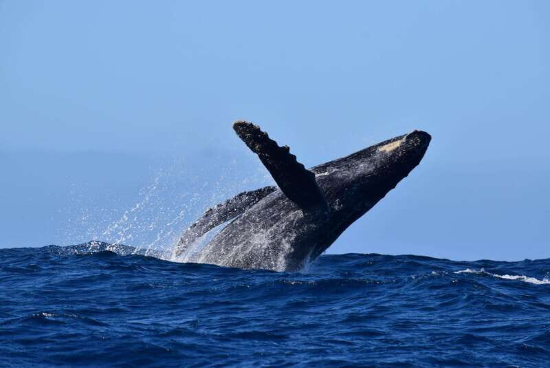 Whale Watch Cabo: Group Whale Watching Tour - FREE photos - A Closer Look at What You Can Expect