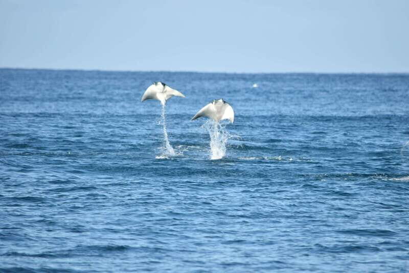 Whale Watch Cabo: Group Whale Watching Tour - FREE photos - Authentic Experiences from Guests