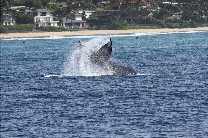 whale-watch-cruise-aboard-the-majestic-by-atlantis-cruises