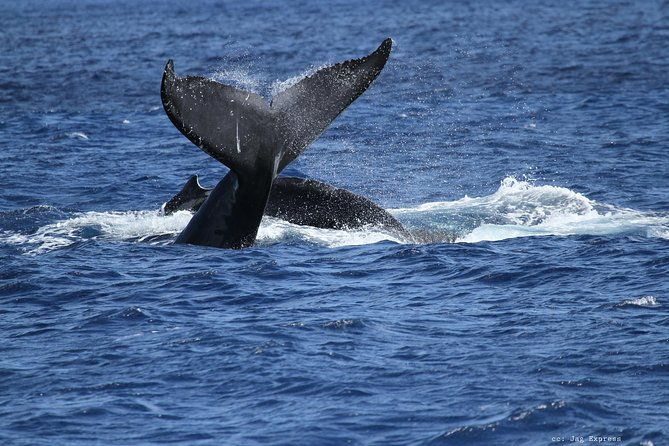 whale-watch-cruise-aboard-the-majestic-by-atlantis-cruises