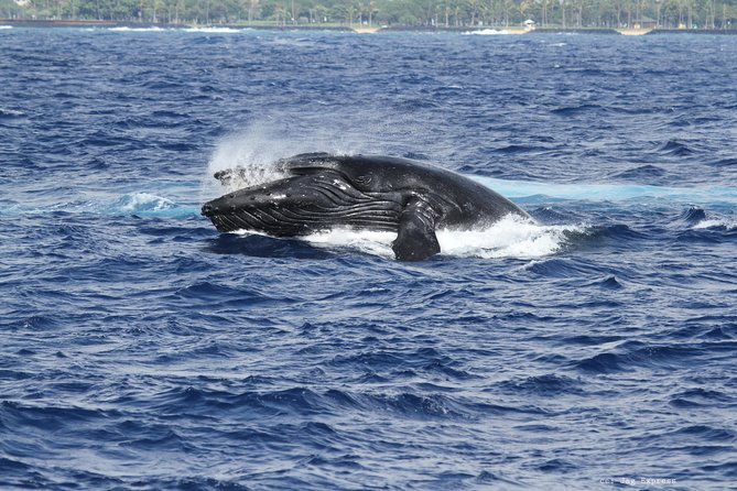 whale-watch-cruise-aboard-the-majestic-by-atlantis-cruises