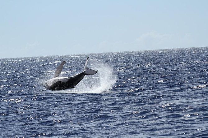 whale-watch-cruise-aboard-the-majestic-by-atlantis-cruises