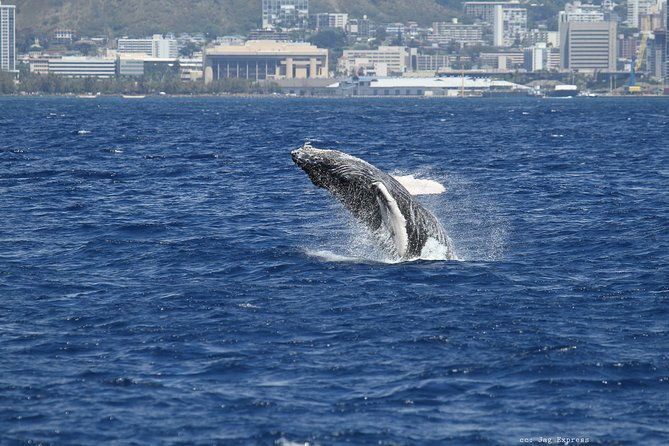 whale-watch-cruise-aboard-the-majestic-by-atlantis-cruises
