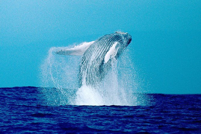 whale-watch-excursion-from-the-big-island