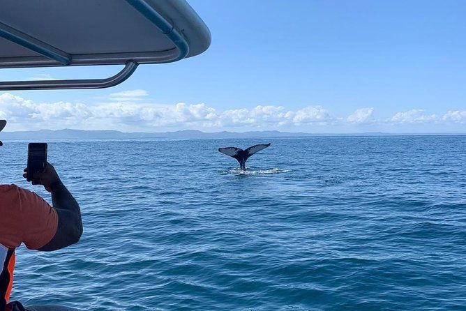 whale-watch-tour-from-santo-domingo-with-bacardi-island-and-lunch-included