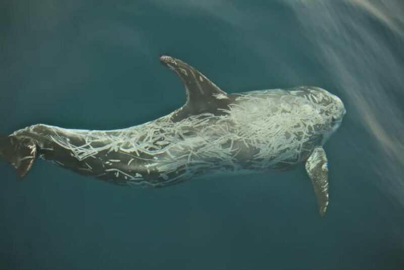 Whale watching - Authentic Experiences and Realistic Expectations