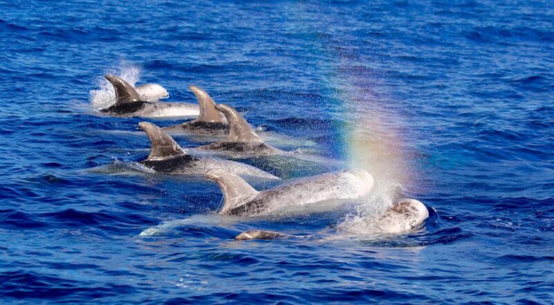 Whale watching - Final Thoughts: Is It a Good Choice?
