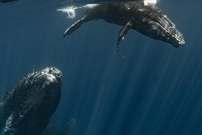 Whale Watching Activity - The Sum Up: Who Is This Tour Best For?