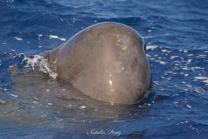 whale-watching-activity-in-north-coast