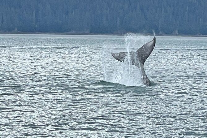 Whale Watching Adventure in Juneau - Whale Watching Adventure in Juneau