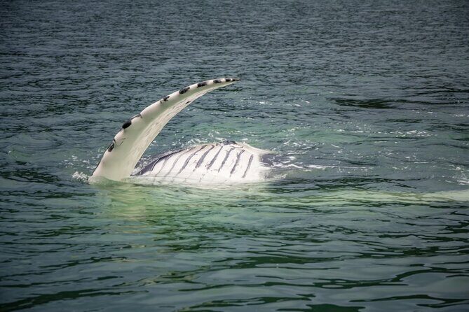 Whale Watching Adventure in Juneau - The Itinerary: What to Expect