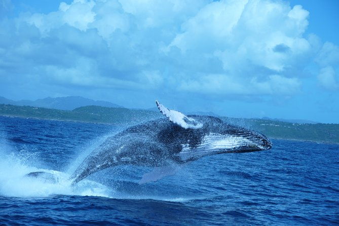 whale-watching-and-bacardi-island-day-trip-from-punta-cana