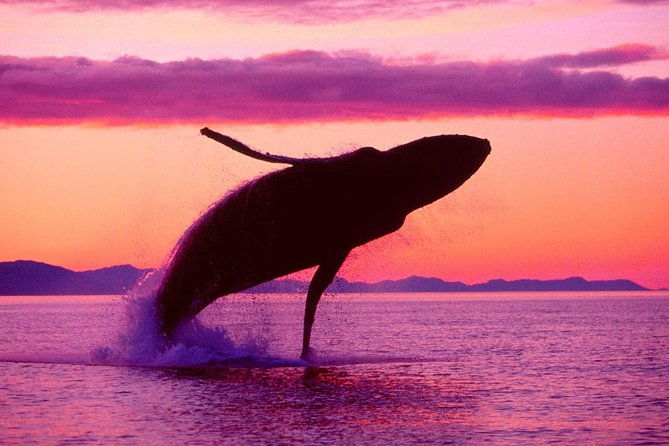 whale-watching-and-bacardi-island-day-trip-from-punta-cana