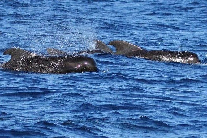whale-watching-and-dolphin-spotting-cruise