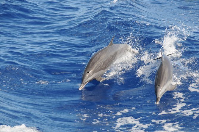 whale-watching-and-dolphin-spotting-cruise