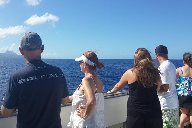whale-watching-and-dolphin-spotting-cruise
