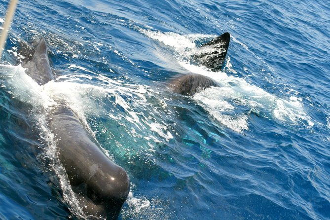 whale-watching-and-dolphin-spotting-cruise