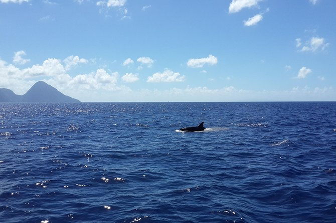 whale-watching-and-dolphin-spotting-cruise