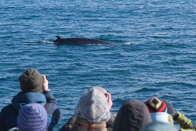 whale-watching-and-golden-circle-tour-from-reykjavik-2