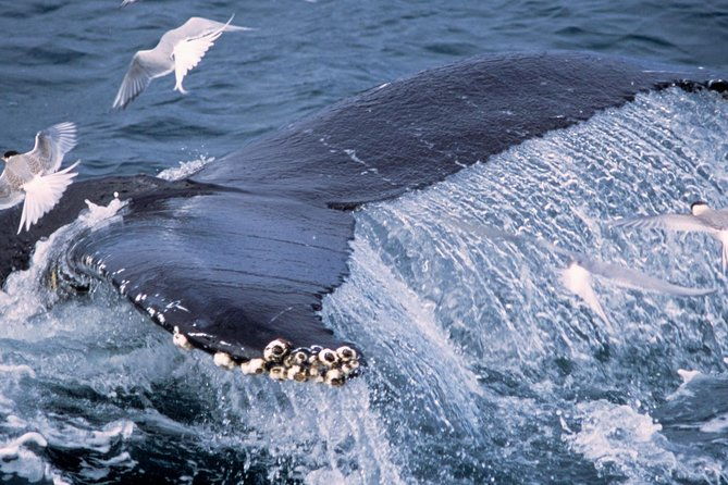 whale-watching-and-golden-circle-tour-from-reykjavik-2