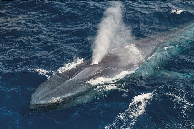 whale-watching-and-jeep-tour-2