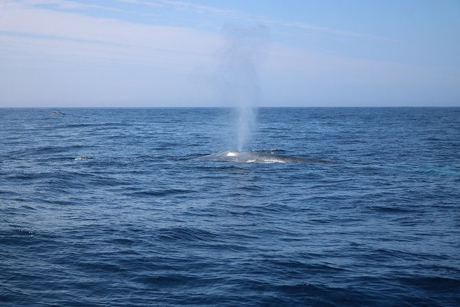 whale-watching-and-jeep-tour-2