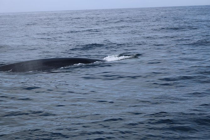 whale-watching-and-jeep-tour-2